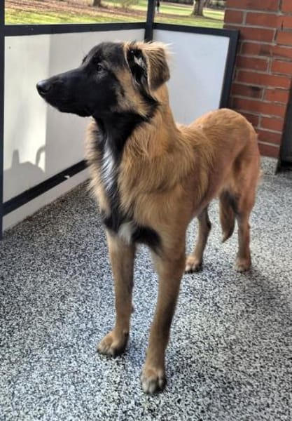 TEDDY sucht seinen sensiblen Menschen