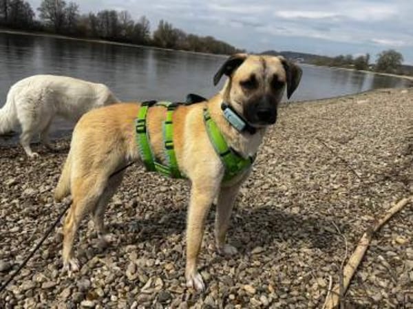 Jacky - sucht die richtigen Menschen