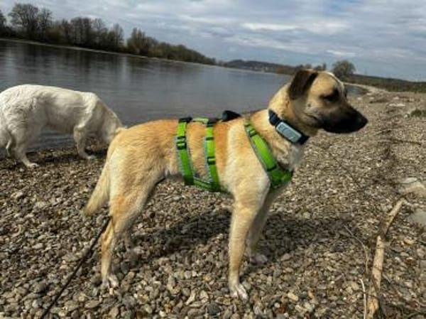 Jacky - sucht die richtigen Menschen