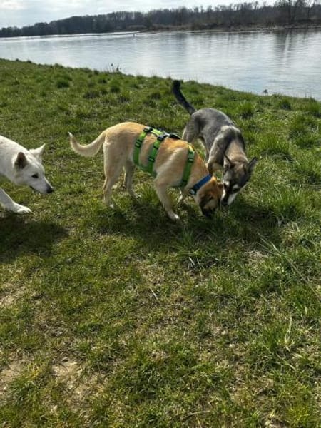 Jacky - sucht die richtigen Menschen