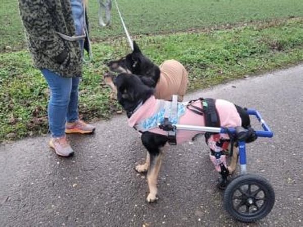 Niki - süße, lebensfrohe Rollifahrerin