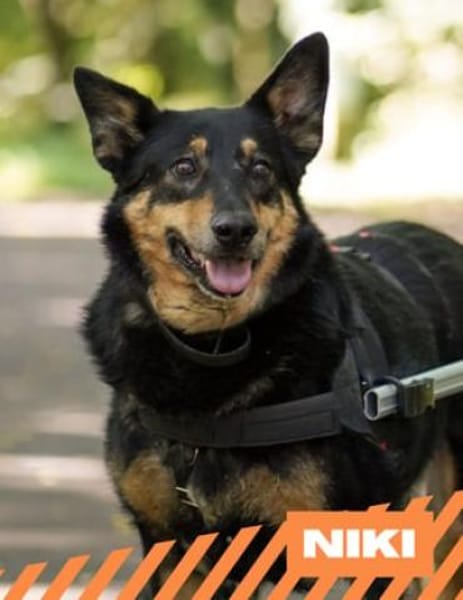 Niki - süße, lebensfrohe Rollifahrerin