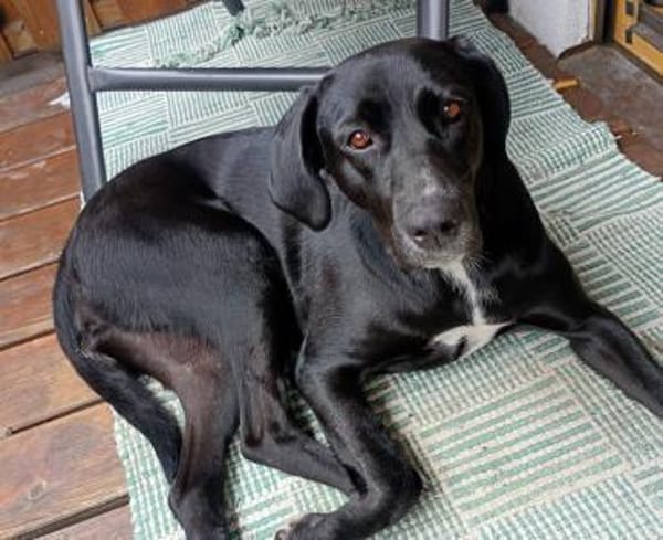 Nova, jung, dynamisch, sehr lieb