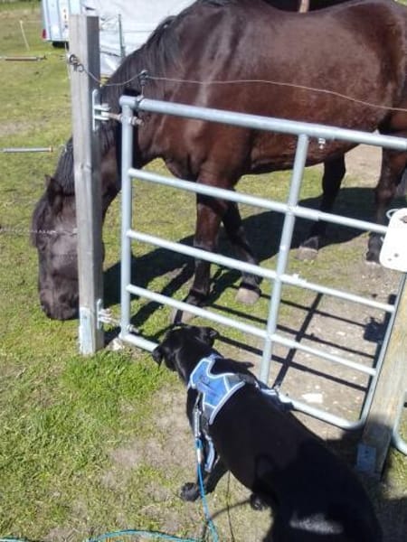 Nova, jung, dynamisch, sehr lieb