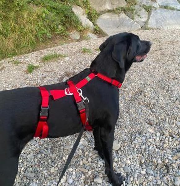 Nova, jung, dynamisch, sehr lieb