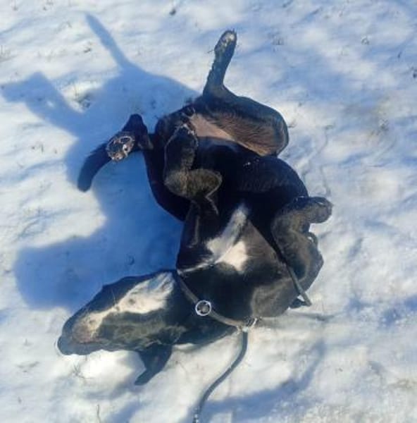 Nova, jung, dynamisch, sehr lieb