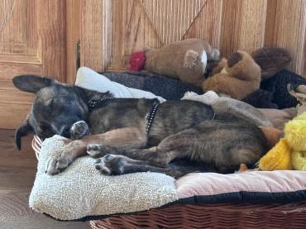 Welpenjunge Wisey sucht sein Zuhause!