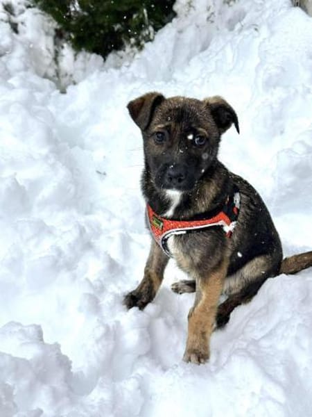 Welpenjunge Wisey sucht sein Zuhause!