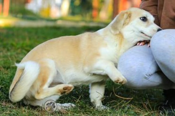 Pixie - fröhlich, freundlich & verspielt