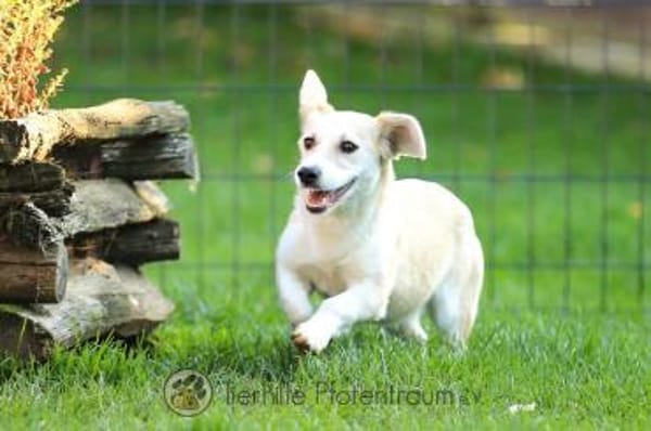 Pixie - fröhlich, freundlich & verspielt