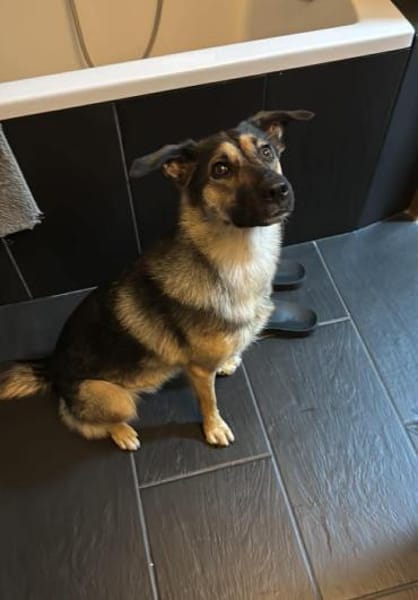 Unsichere Luna sucht erfahrenes Zuhause