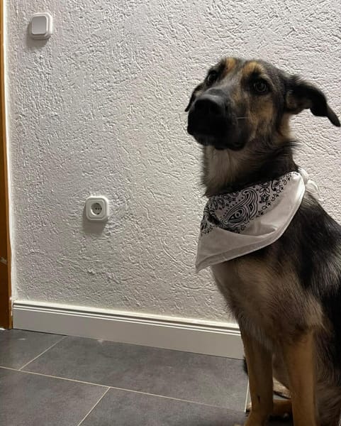 Unsichere Luna sucht erfahrenes Zuhause