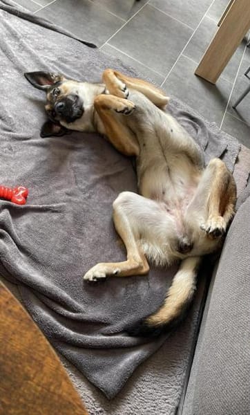 Unsichere Luna sucht erfahrenes Zuhause