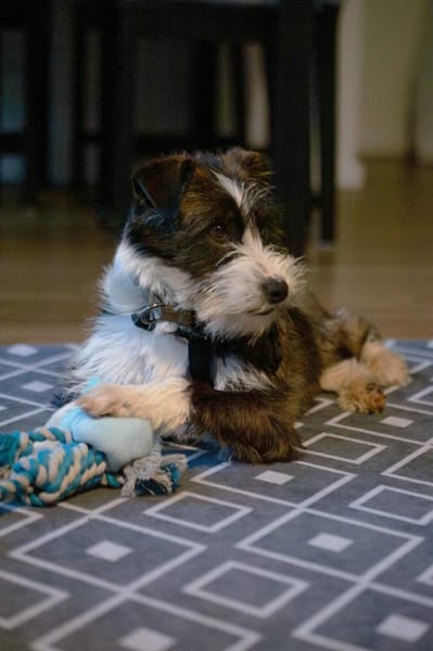 Nika - Tolle Hündin auf PS in NRW