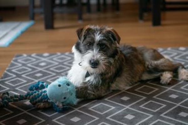 Nika - Tolle Hündin auf PS in NRW