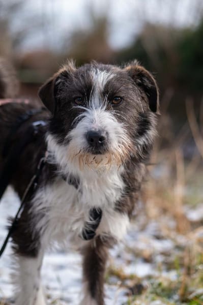 Nika - Tolle Hündin auf PS in NRW