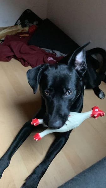 Benji sucht neues erfahrenes Zuhause