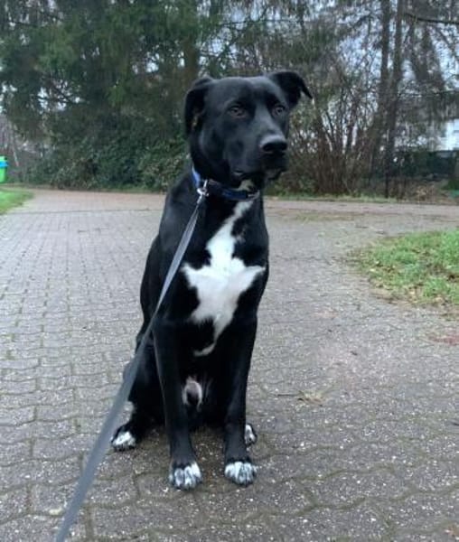 Benji sucht neues erfahrenes Zuhause