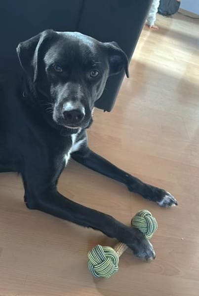 Benji sucht neues erfahrenes Zuhause