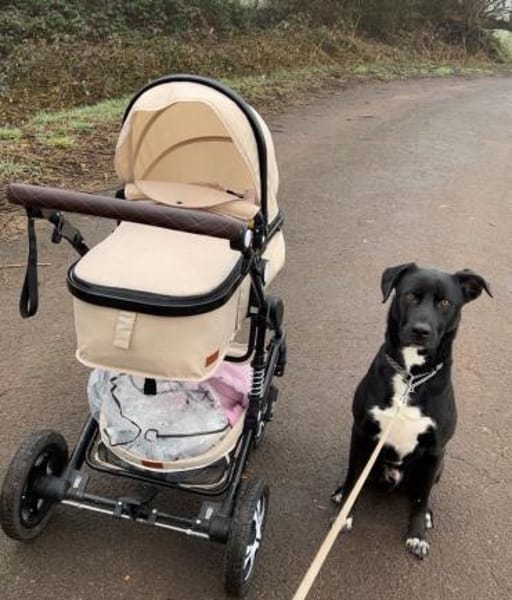 Benji sucht neues erfahrenes Zuhause