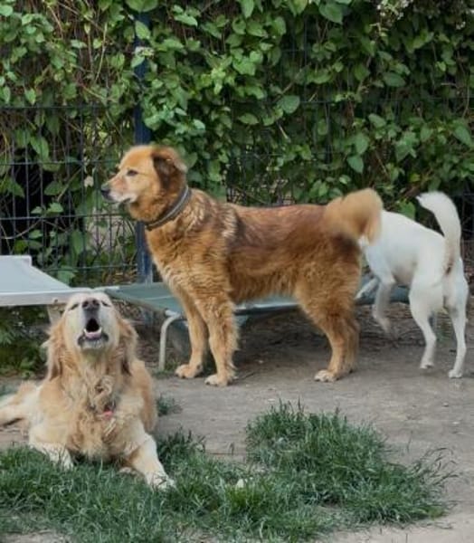 Traumhund für ältere Menschen