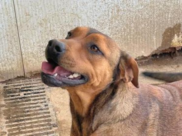 ARABELLA - freundlich und neugierig