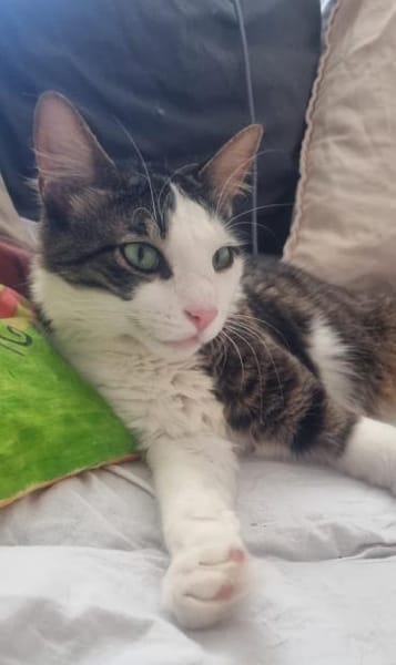 Titos aus dem Tierschutz