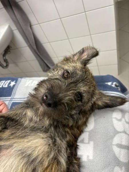 SAMBO sucht seine Menschen