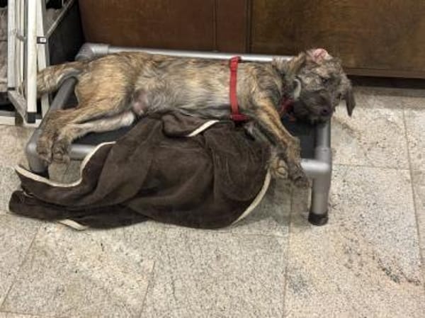 SAMBO sucht seine Menschen