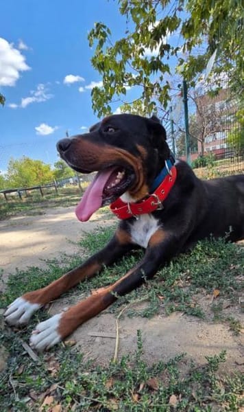 Tobi ein kinderlieber Rüde