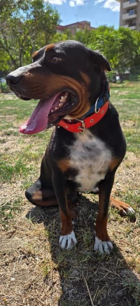 Tobi ein kinderlieber Rüde