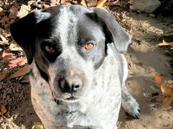 MILLA - aus dem Canile gerettet