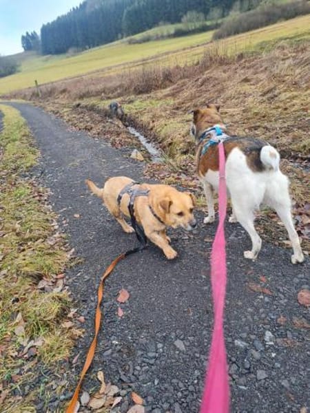 Lisa sucht dringend liebevolles Zuhause