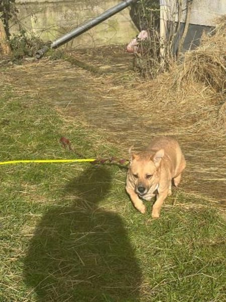 Lisa sucht dringend liebevolles Zuhause