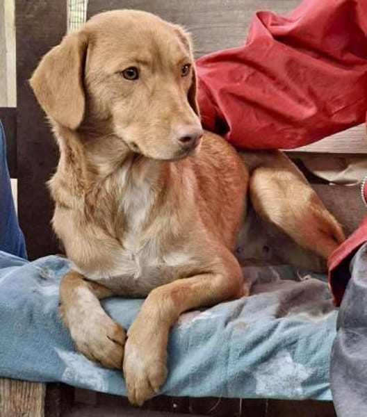 Herzenshund Tosca sucht ihr Zuhause!