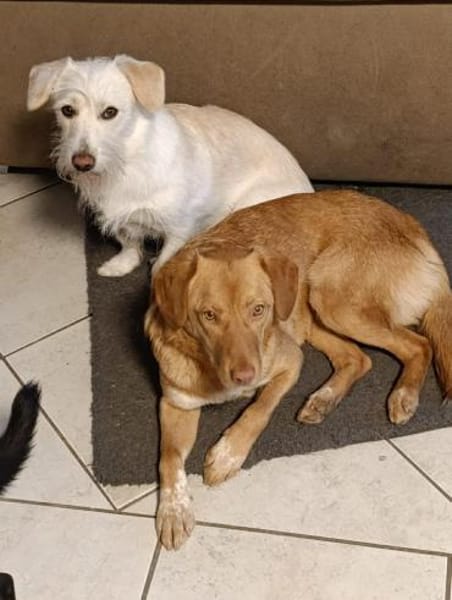 Herzenshund Tosca sucht ihr Zuhause!