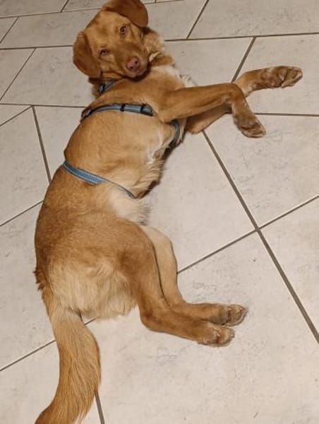 Herzenshund Tosca sucht ihr Zuhause!