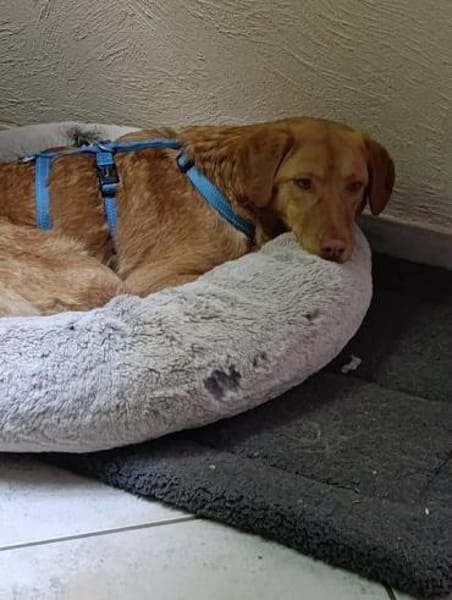 Herzenshund Tosca sucht ihr Zuhause!