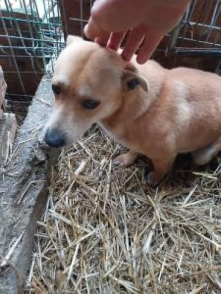 Heino 36 cm (Pflegestelle)