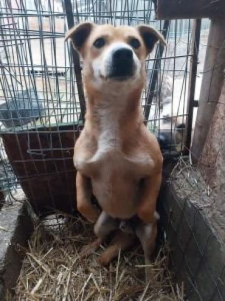 Heino 36 cm (Pflegestelle)