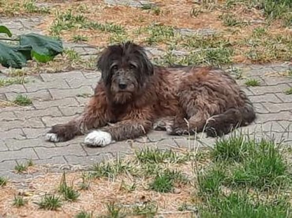 HENRI * bescheidener Hundeopi