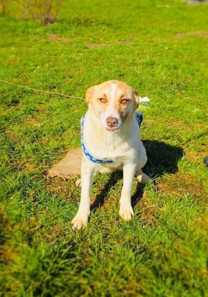 Zita eine sehr liebe Labbymix Hündin