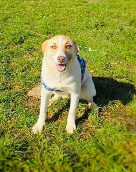 Zita eine sehr liebe Labbymix Hündin