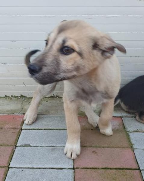 Skadi sucht aktive Menschen