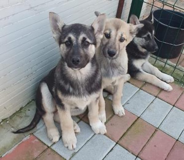 Skadi sucht aktive Menschen