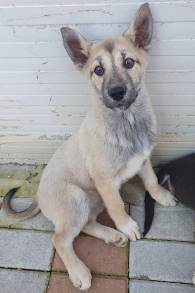 Skadi sucht aktive Menschen