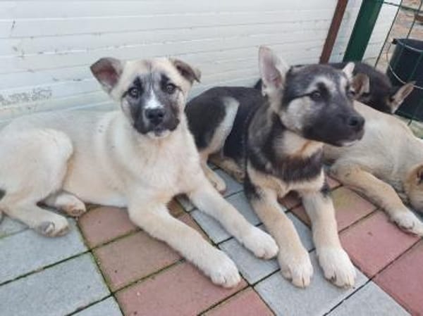 Ayla sucht aktive Menschen