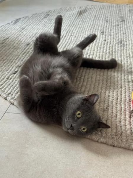 Shiba - 86368 Gersthofen