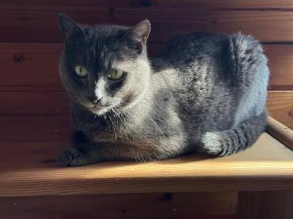 Shiba - 86368 Gersthofen