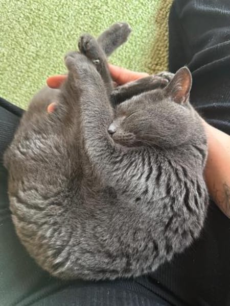 Shiba - 86368 Gersthofen